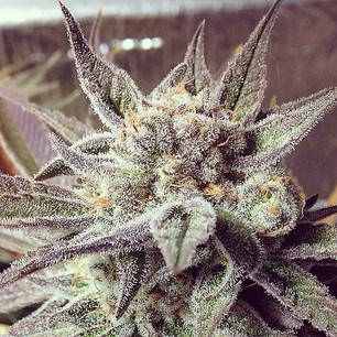 Double Glock Ripper seeds